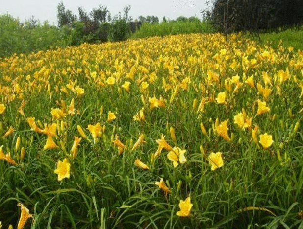 金娃娃萱草