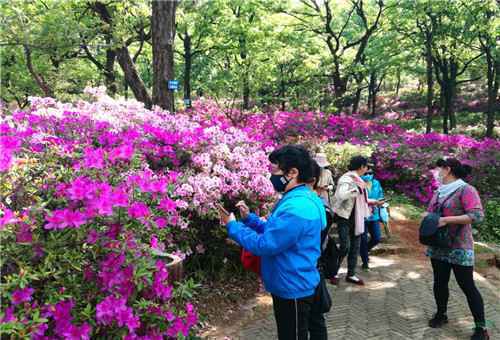 云南杜鹃花