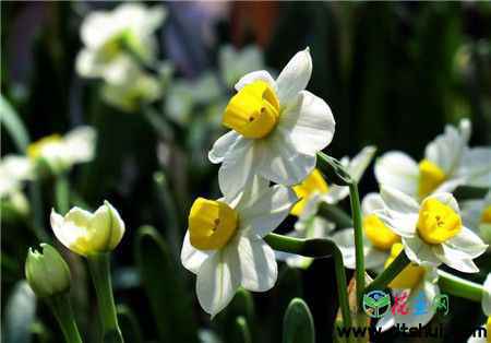 水仙花盆栽