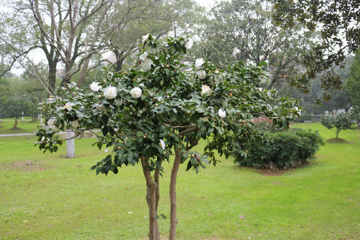 白色山茶花图片