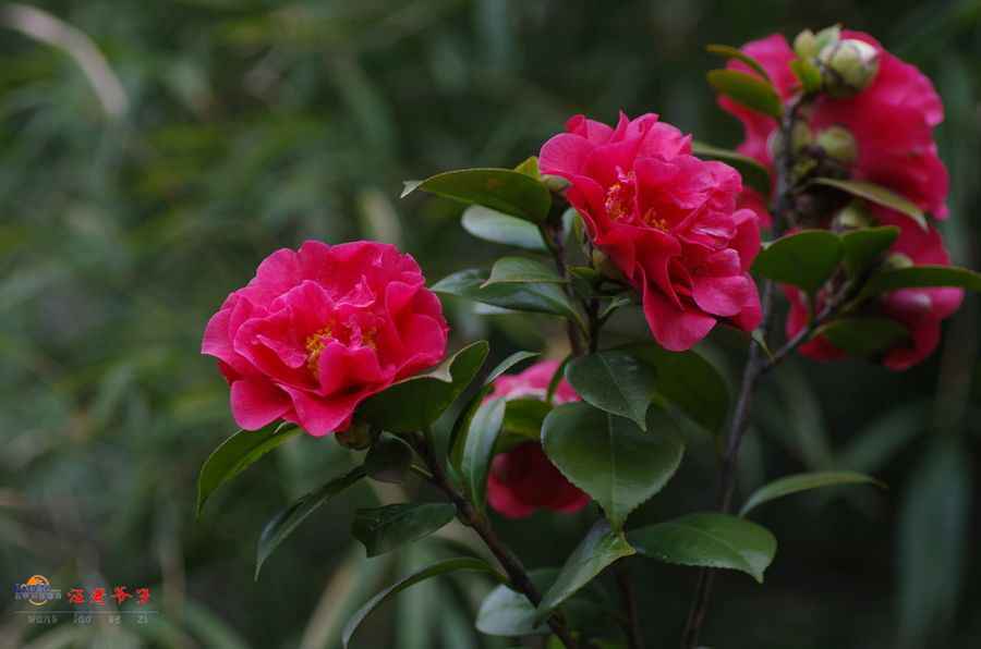 红色山茶花图片