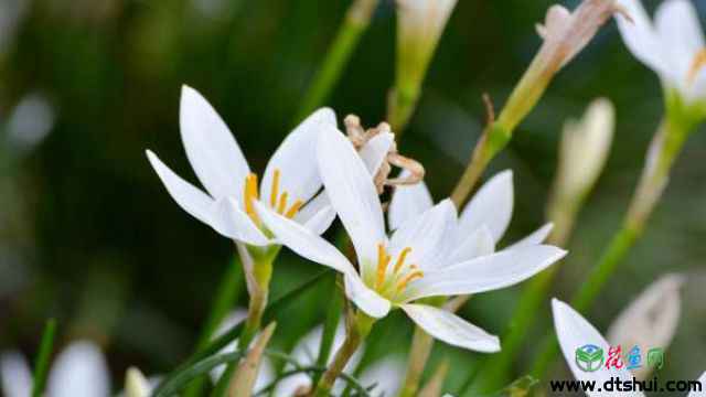 水仙花养护小知识