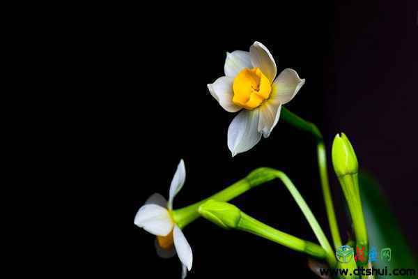 水仙花在冬天容易活吗