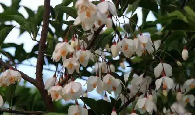 荣成玉玲花（野茉莉）