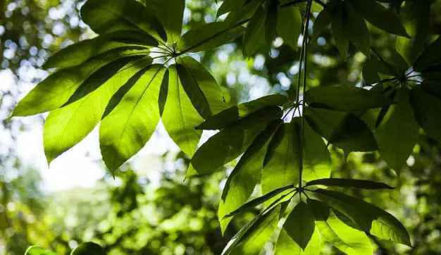 品种：七叶树Aesculus chinensis Bunge