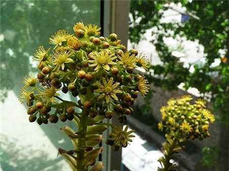 黑法师会开花