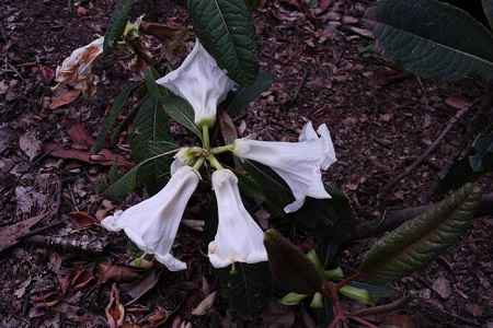 百合花杜鹃