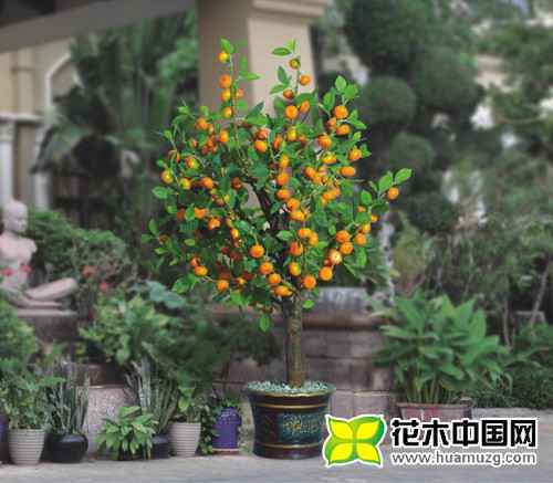 家居盆栽金桔树怎么养？