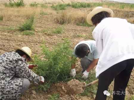 将植株用土埋起来