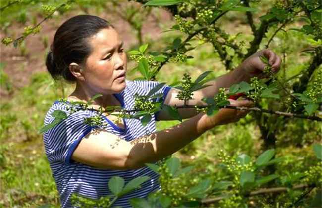 夏季花椒树 怎样修剪