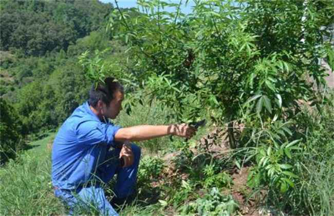 夏季花椒树 怎样修剪