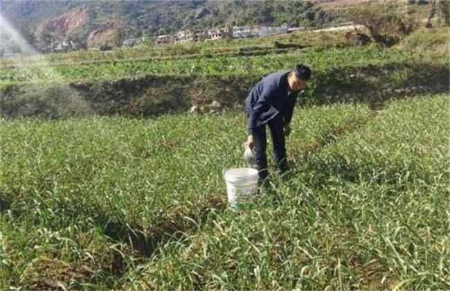 大蒜 冬季施肥 注意事项