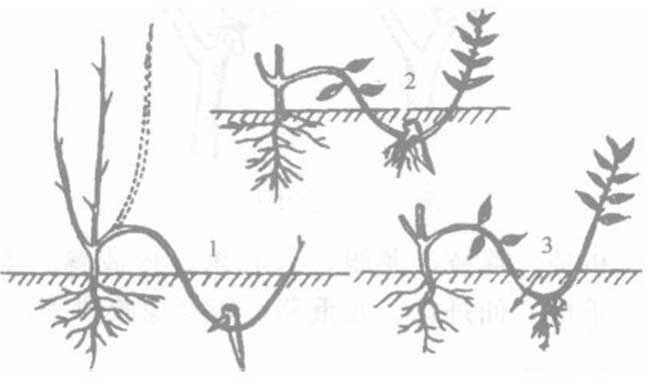 花木压条繁殖技术