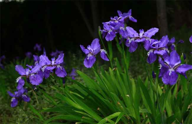 鸢尾 栽培技术 种植要点