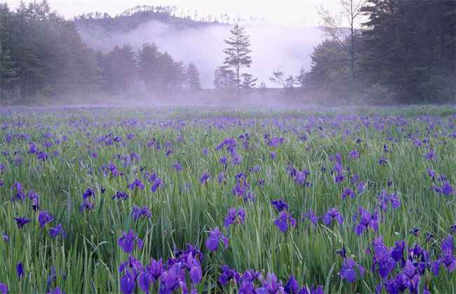 鸢尾 栽培技术 种植要点