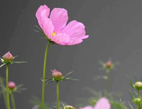 波斯菊怎么浇水？波斯菊的浇水方法