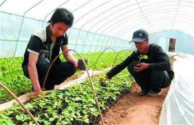 早春蔬菜定植管理要点