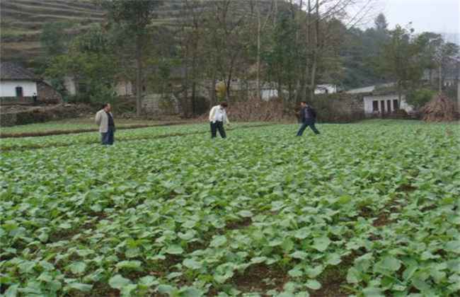 油菜春季施肥技术