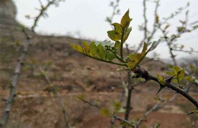 花椒冻害成因及预防措施