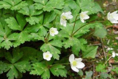 鹅掌草