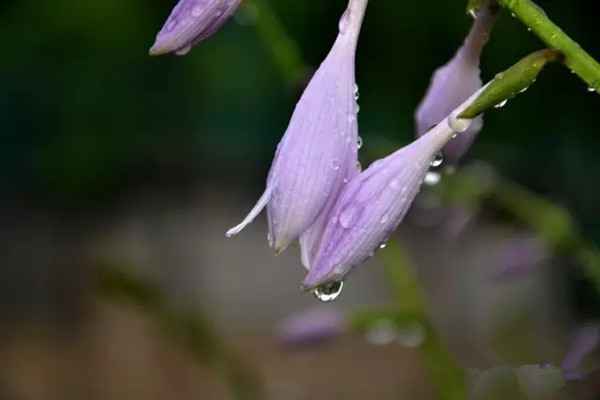 夏季多雨，这些花儿要防淋雨