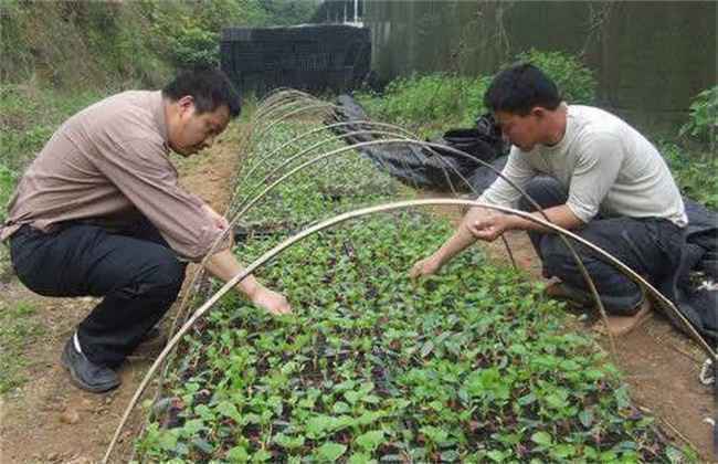 苦瓜嫁接后管理及注意事项