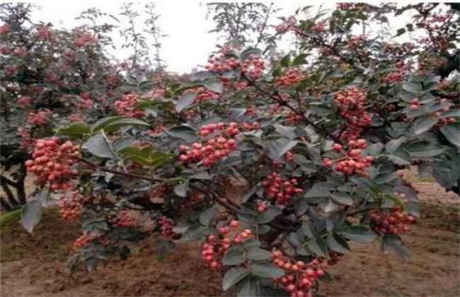 花椒树越冬 管理要点