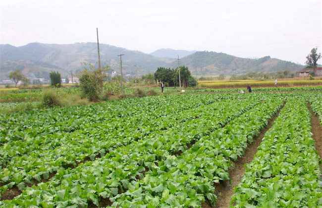 蔬菜 如何 促深根增产