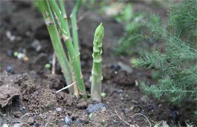 芦笋茎枯病的防治方法