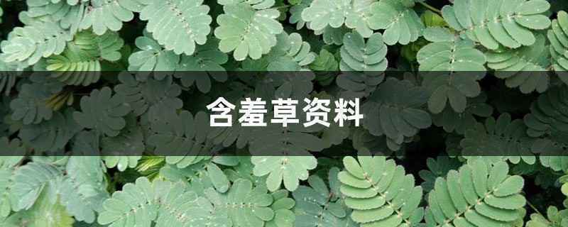 含羞草资料，含羞草图片