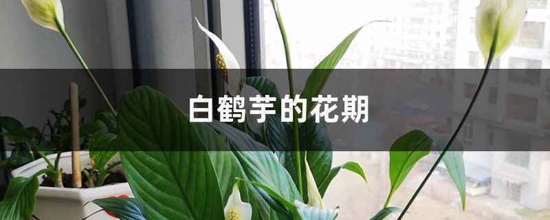 白鹤芋的花期时间