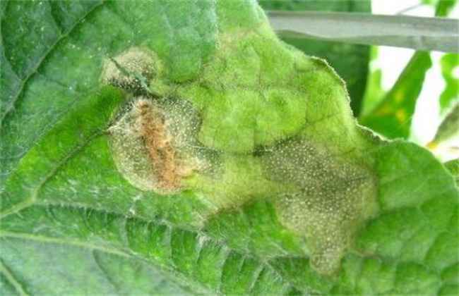 冬季种植蔬菜最易发生的四大病害
