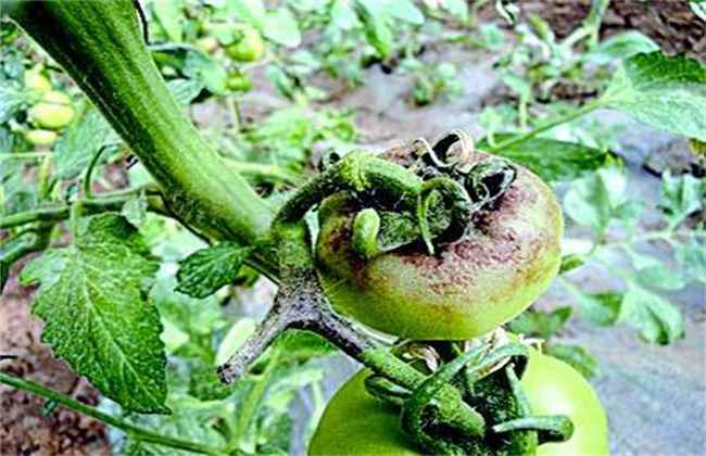 冬季种植蔬菜最易发生的四大病害