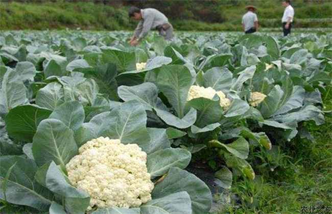 花椰菜种植该如何选种