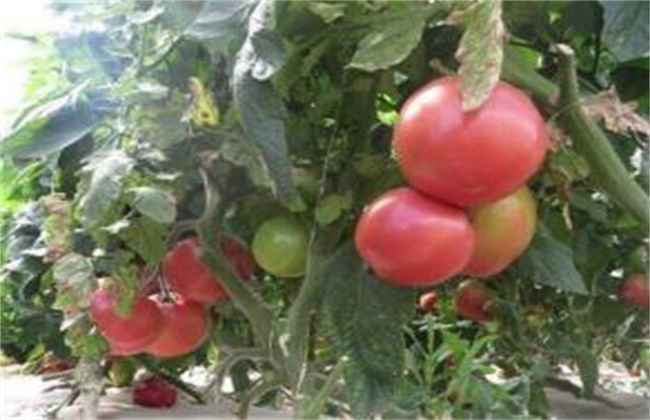番茄黄皮果原因及预防措施