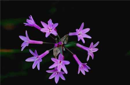 紫娇花的繁殖方法