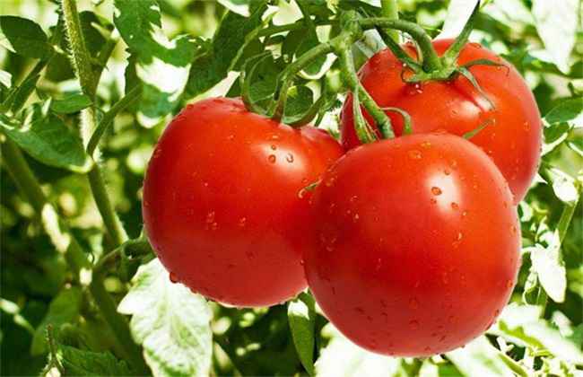 大棚西红柿 冬季 管理方法