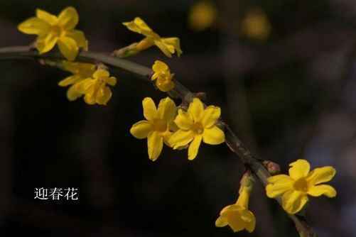 怎样区分迎春花和连翘，看图后再也不会傻傻分不清