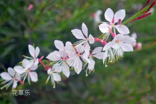 千鸟花的繁殖方法，爱它就让它“生崽”吧！