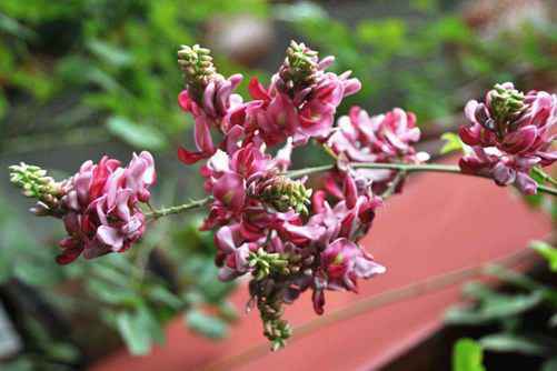 怎么辨别香花崖豆藤, 香花崖豆藤图片