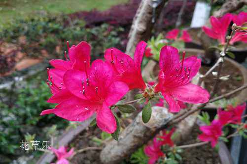 杜鹃花怎么养,杜鹃花的养殖重点是做好花期前后的管理